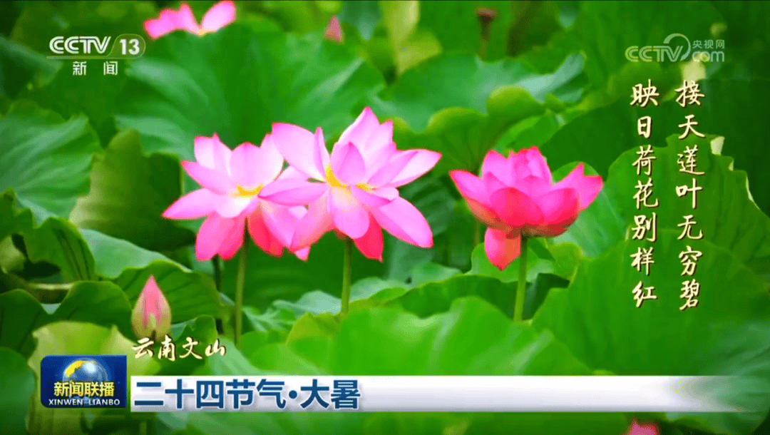 文山“两朵花”登上央视《新闻联播》