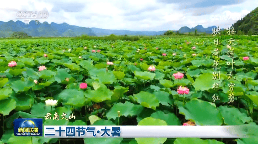 文山“两朵花”登上央视《新闻联播》