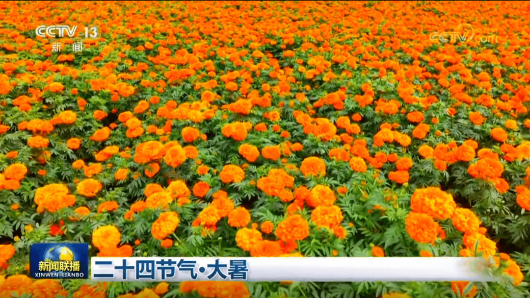 文山“两朵花”登上央视《新闻联播》