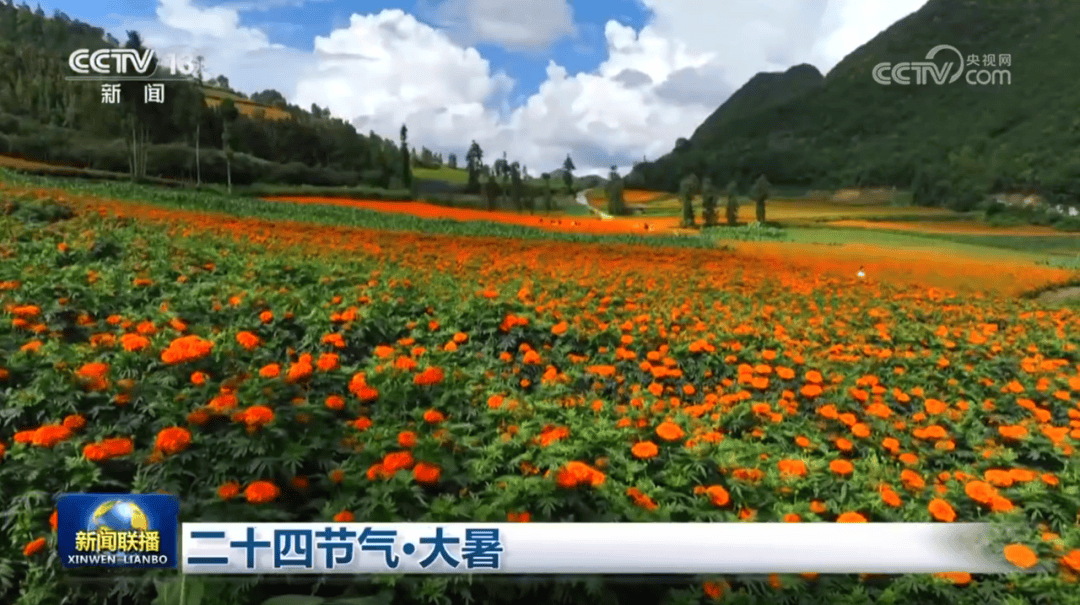 文山“两朵花”登上央视《新闻联播》
